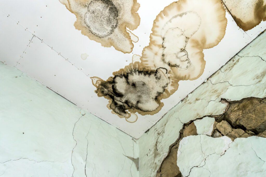 Mold growth on a ceiling and wall